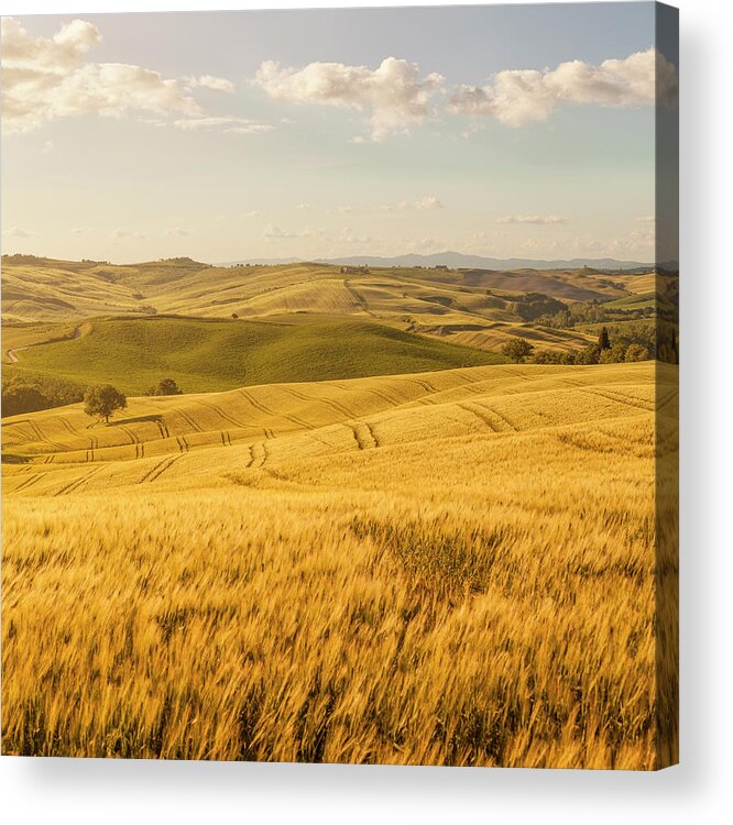 Scenics Acrylic Print featuring the photograph Sunset Tuscany Landscape by Focusstock