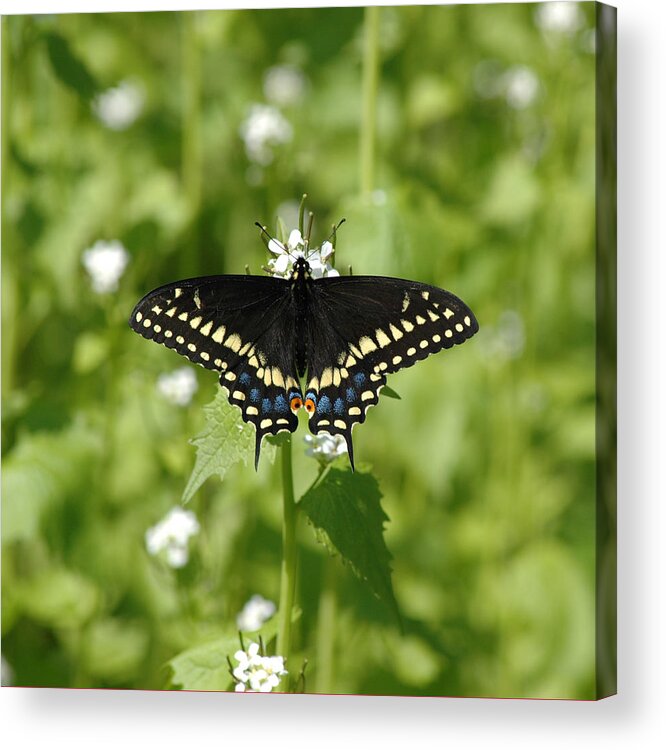 Swallowtail Acrylic Print featuring the photograph Swallowtail by David Armstrong