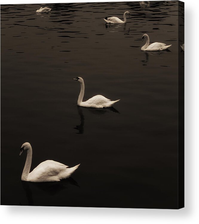 Swans Acrylic Print featuring the photograph Swan Lake Sepia by Joseph Hedaya