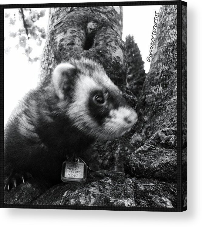 Sweet Little Nicky Chillin In A Tree Acrylic Print featuring the photograph Sweet Little Nicky Chillin in a Tree by Anna Porter