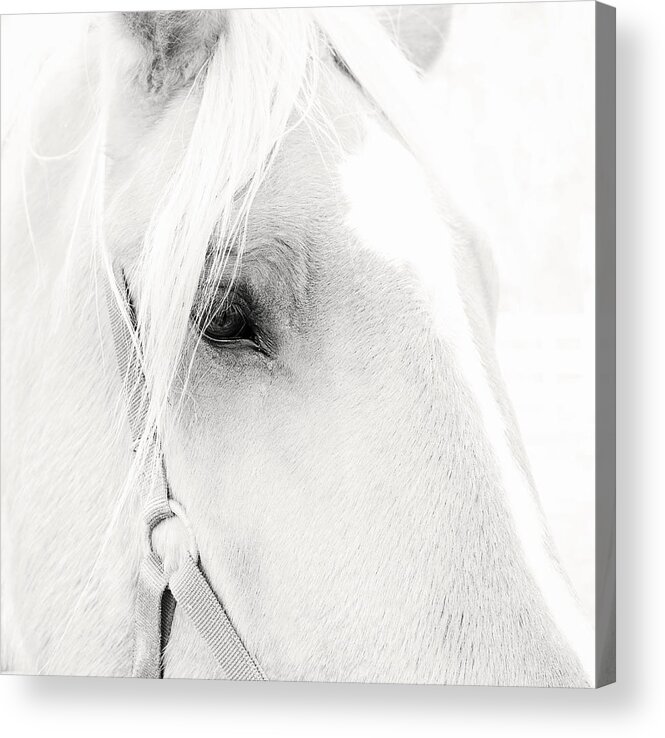 Sweet Soul Belgian Horse Black And White Acrylic Print featuring the photograph Sweet Soul Belgian Horse Black and White by Terry DeLuco