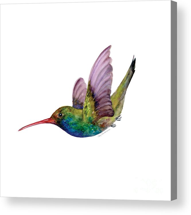 Bird Acrylic Print featuring the painting Swooping Broad Billed Hummingbird by Amy Kirkpatrick