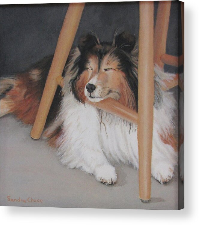 Shetland Sheepdog Acrylic Print featuring the painting Teddy in My Studio by Sandra Chase