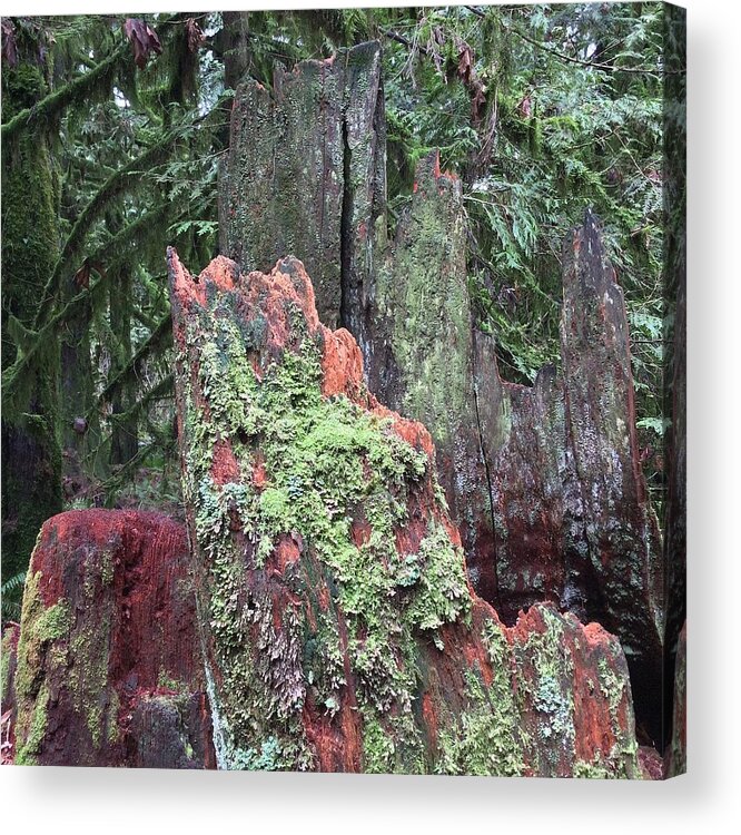 Trees Acrylic Print featuring the photograph The Art of the Forest by Kate Gibson Oswald