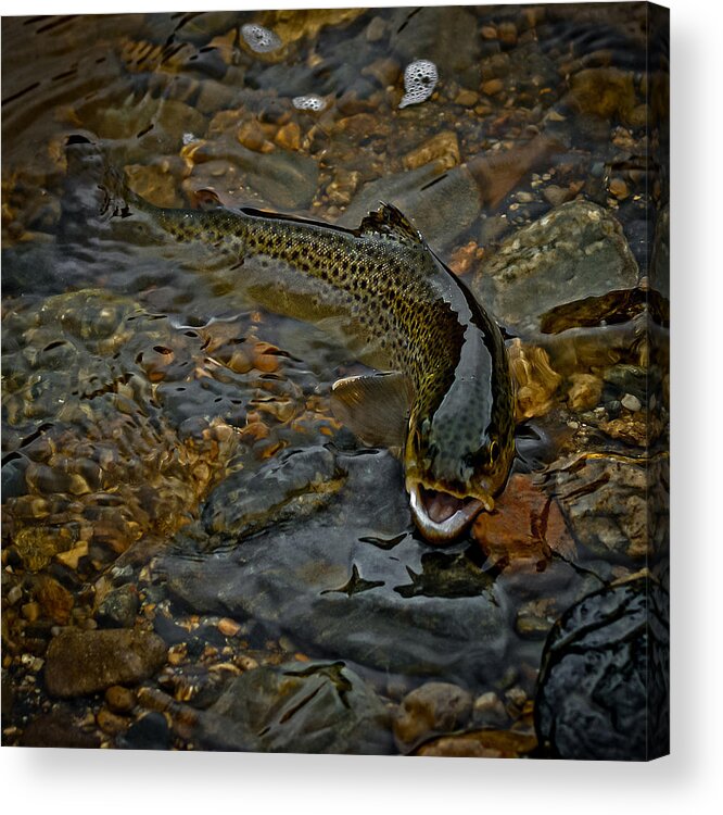 The Brown Trout Acrylic Print featuring the photograph The Brown Trout by Ernest Echols