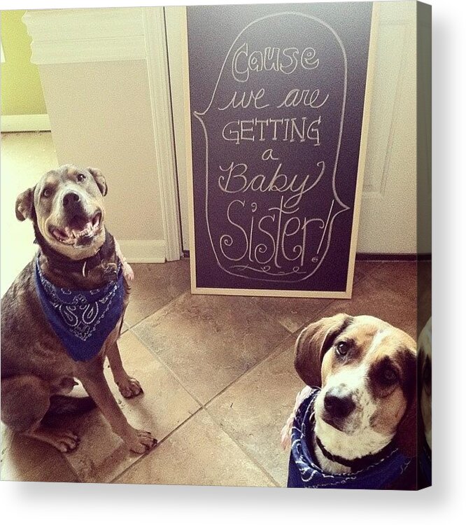 Babygirl Acrylic Print featuring the photograph The Dogs Are Excited Cause by Katie Anderson