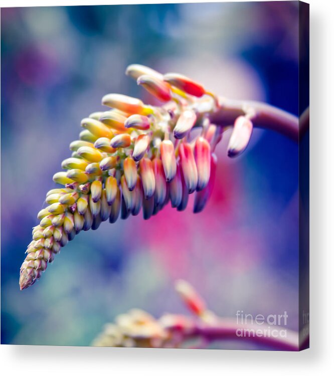 Aloha Acrylic Print featuring the photograph The Dreamlife of Flowers by Sharon Mau