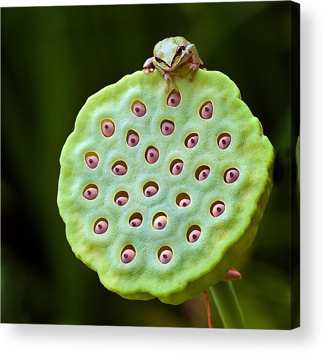 Amphibians Acrylic Print featuring the photograph The eyes have it by Jean Noren