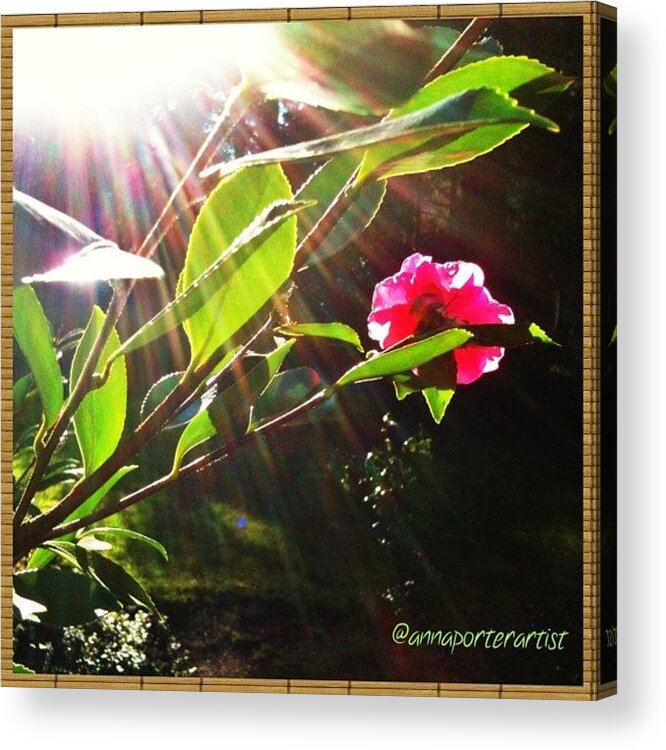 Instanaturelover Acrylic Print featuring the photograph The Gift Of Sunshine #sun #flare by Anna Porter