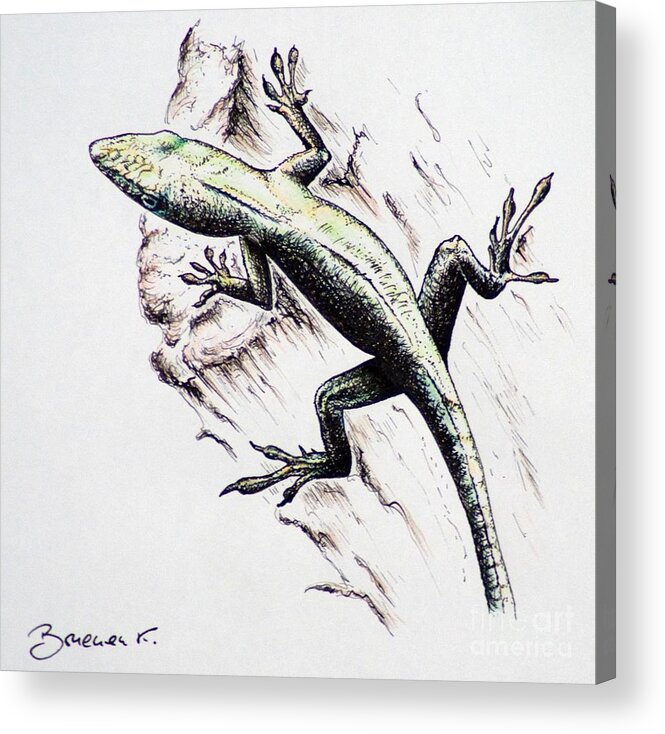 Ink Sketch Acrylic Print featuring the drawing The green Lizard by Katharina Bruenen