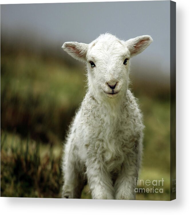 Wales Acrylic Print featuring the photograph The Lamb by Ang El