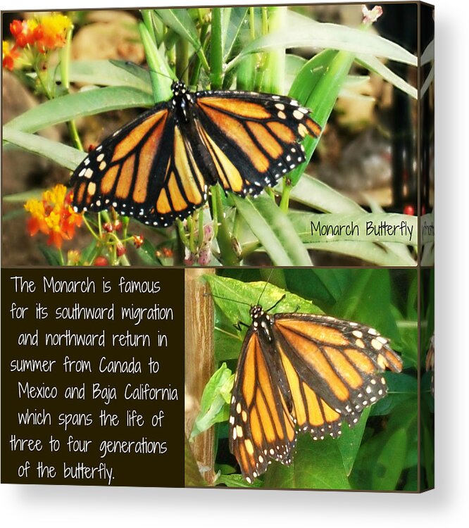 Monarch Acrylic Print featuring the photograph The Monarch Story by Mindy Bench