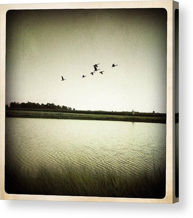 Ic_hipsta Acrylic Print featuring the photograph The Pond by Natasha Marco