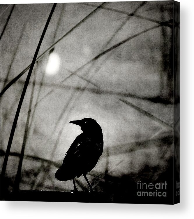 Raven Acrylic Print featuring the photograph The Raven and the Orb by Sharon Kalstek-Coty