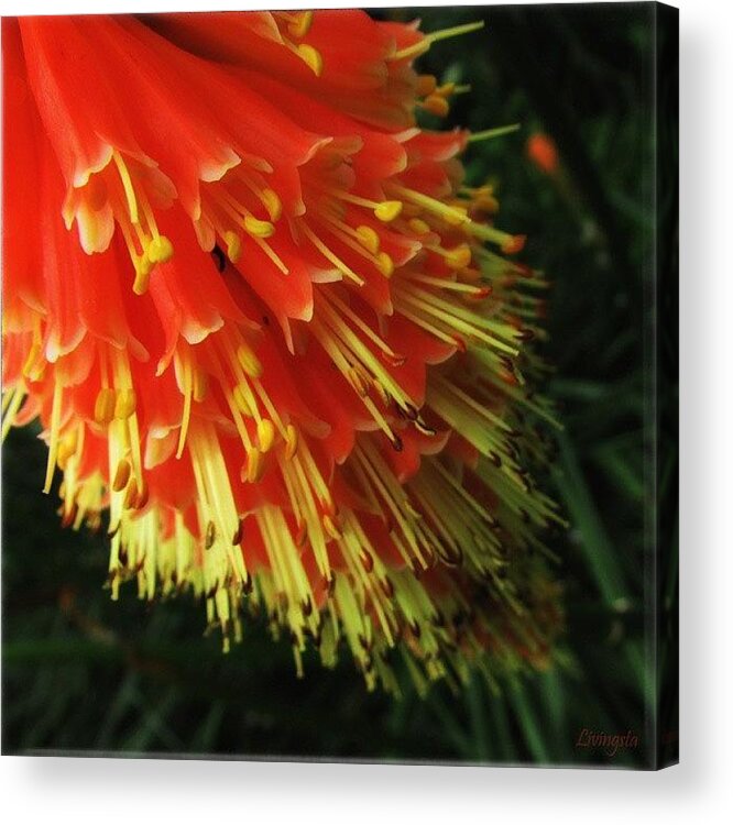  Acrylic Print featuring the photograph The Red Hot Pokers! by Dahlia Ambrose