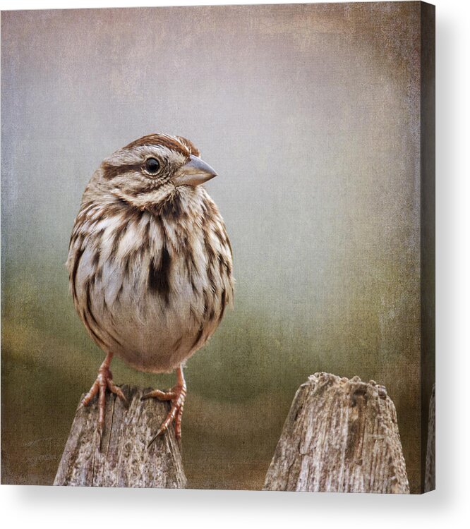 Sparrow Acrylic Print featuring the photograph The Song Sparrow by Cathy Kovarik