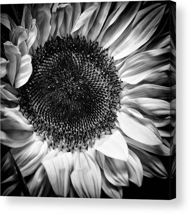 The Sunflower Ii Acrylic Print featuring the photograph The Sunflower II by David Patterson