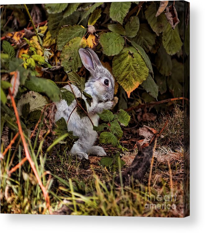Bunny Acrylic Print featuring the photograph The Velveteen Rabbit by The Soulosphere