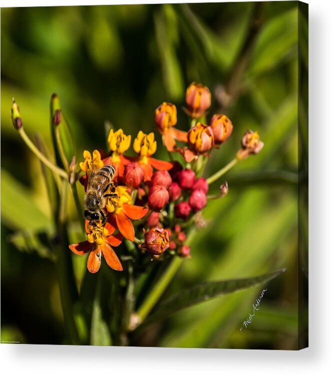 Honey Bee Acrylic Print featuring the photograph The Work of a Honey Bee by Mick Anderson