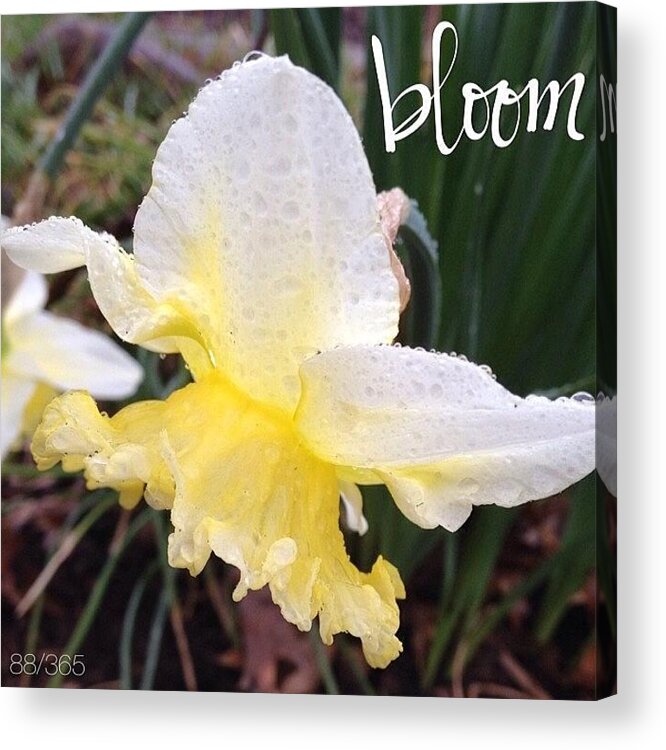 Beautiful Acrylic Print featuring the photograph These Ruffled Daffodils Started by Teresa Mucha