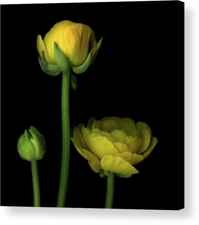 Bud Acrylic Print featuring the photograph Three Stages by Photograph By Magda Indigo