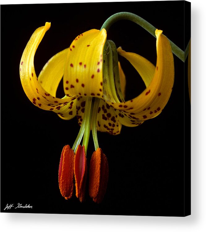 Beauty In Nature Acrylic Print featuring the photograph Tiger Lily by Jeff Goulden