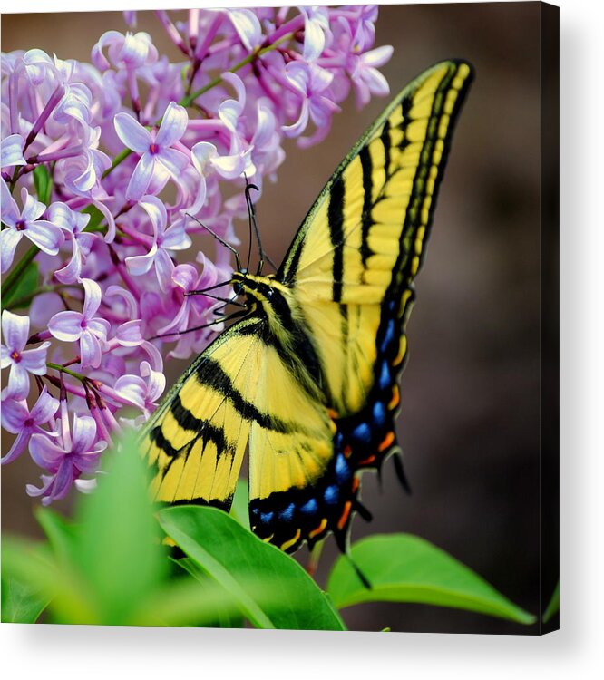 Butterfly Acrylic Print featuring the photograph Tiger Swallowtail Butterfly by Nathan Abbott