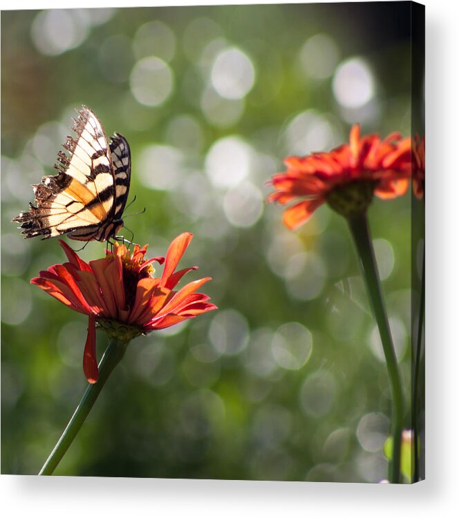 Butterfly Acrylic Print featuring the photograph Tiger Swallowtail on Bokeh by Lynne Jenkins