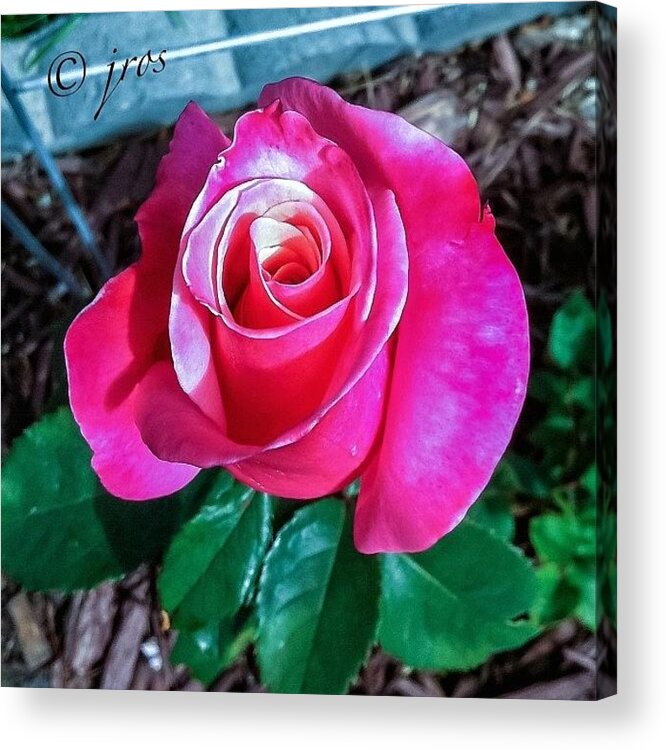 Beautiful Acrylic Print featuring the photograph Took This Photo Around Mid #summer And by Jordan Rosales