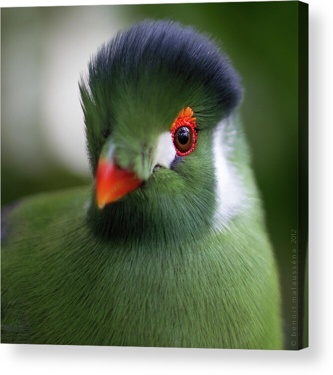 Turaco Acrylic Print featuring the photograph Touraco by Malaussena Benoit