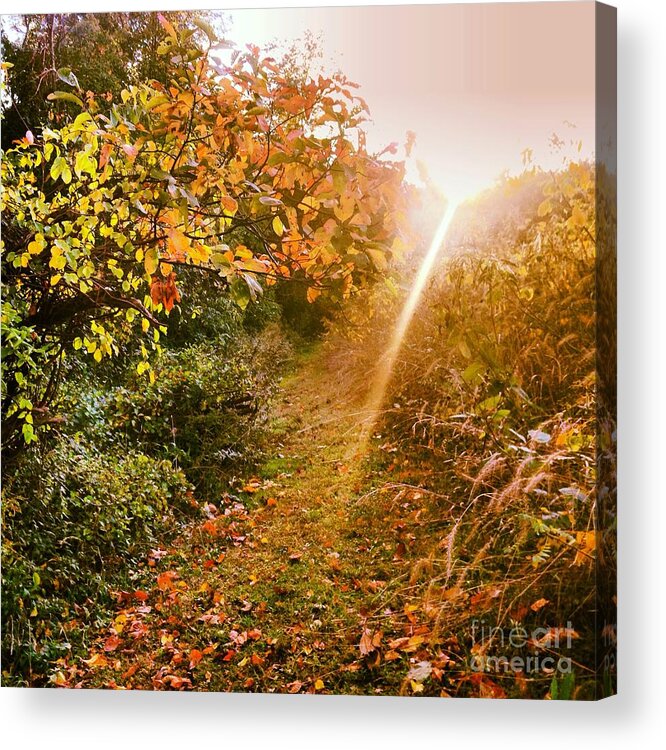 Light Acrylic Print featuring the photograph Fall Trail by Angela Rath