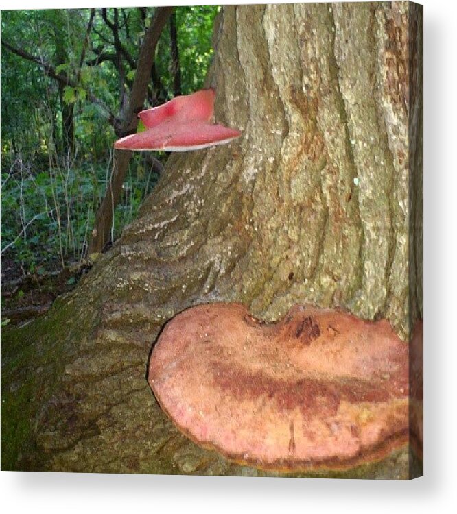 Instanature_canada Acrylic Print featuring the photograph Tree Fungi.... #landscapestyles_gf by Mr. B