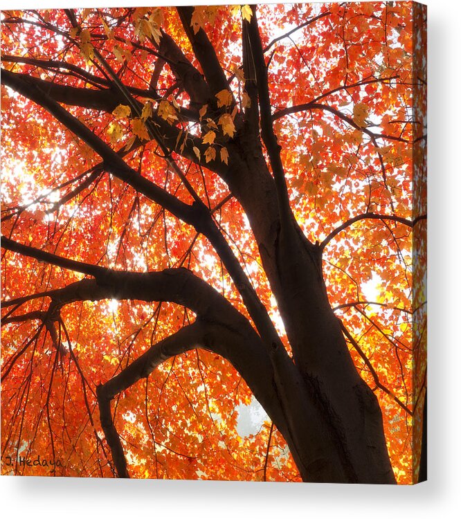 Tree Acrylic Print featuring the photograph Tree Orange Blast by Joseph Hedaya