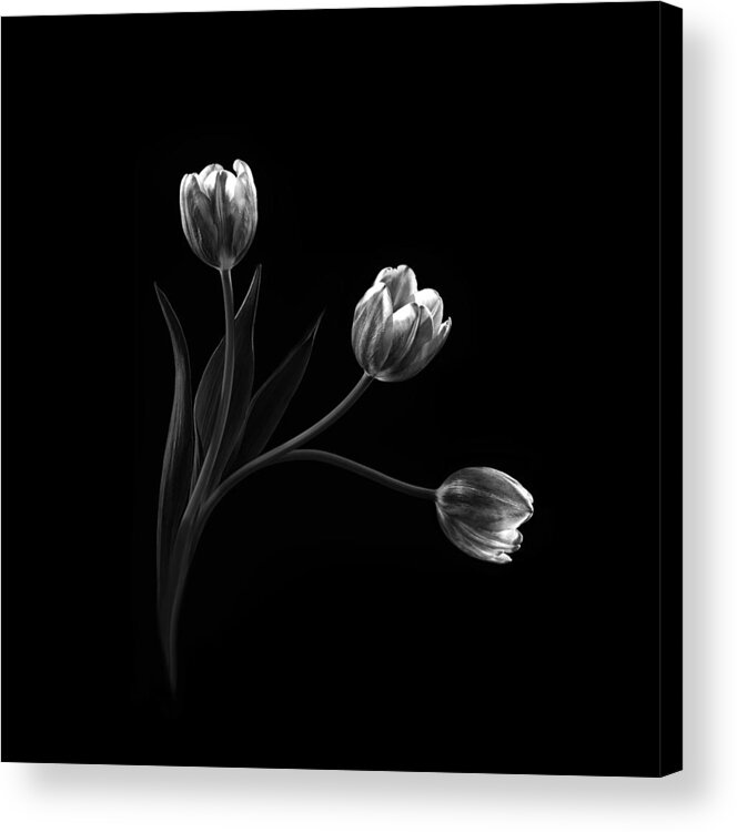 Tulips Acrylic Print featuring the photograph Trio by Sophie Pan