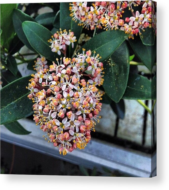 Plant Acrylic Print featuring the photograph Trip To The Garden Centre #flower by Megan Shuttlewood