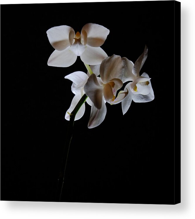 Moth Orchids Acrylic Print featuring the photograph Triplets II Color by Ron White