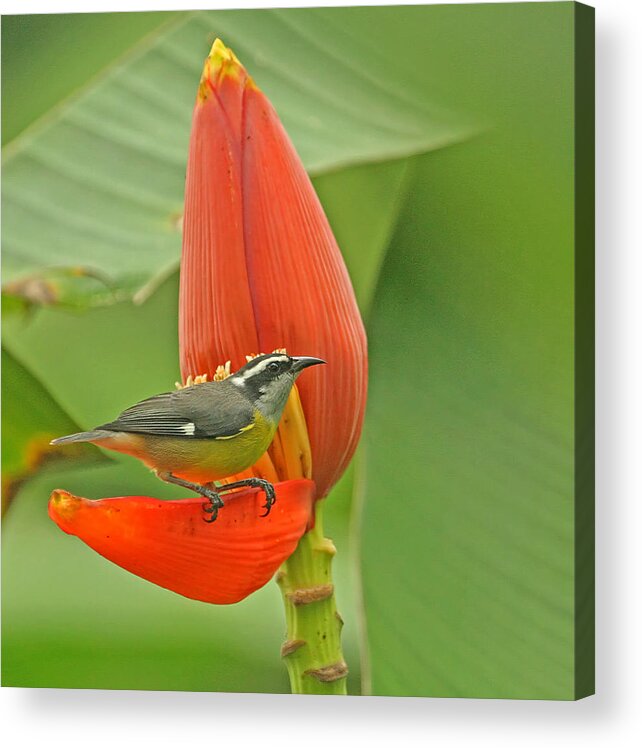 Tropical Birds Acrylic Print featuring the photograph Tropical Birds - Bananaquit by Peggy Collins