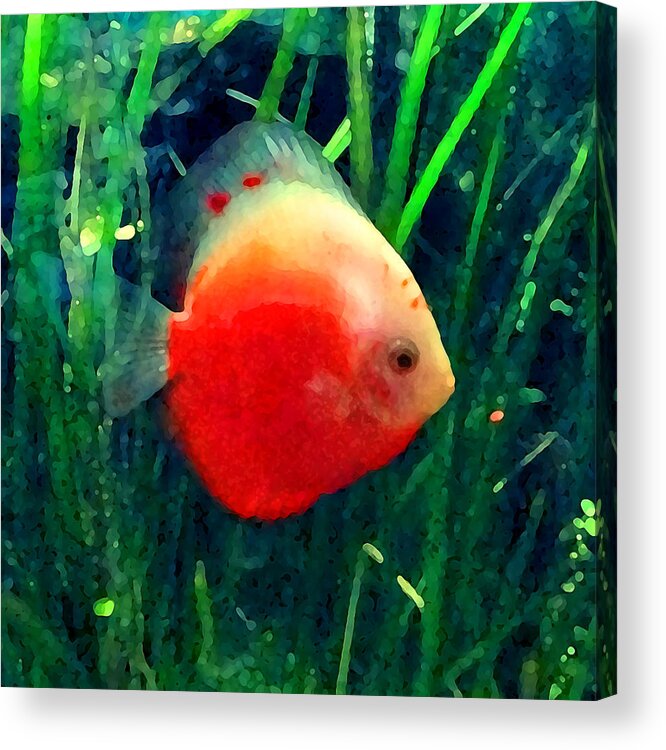 Fish Acrylic Print featuring the photograph Tropical Discus Fish by Amy Vangsgard