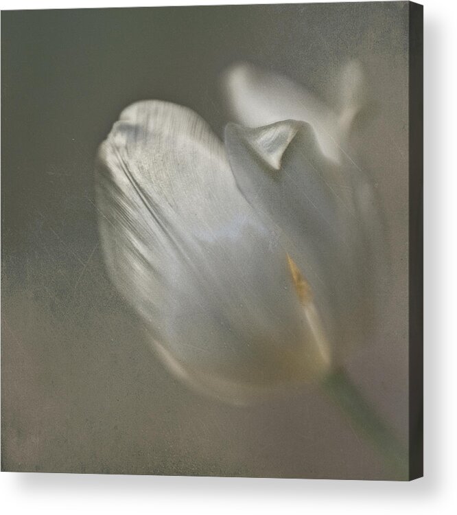 Tulip Acrylic Print featuring the photograph Tulip I by Kevin Bergen