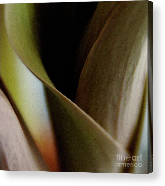 Tulip Acrylic Print featuring the photograph Tulip by Linda Shafer