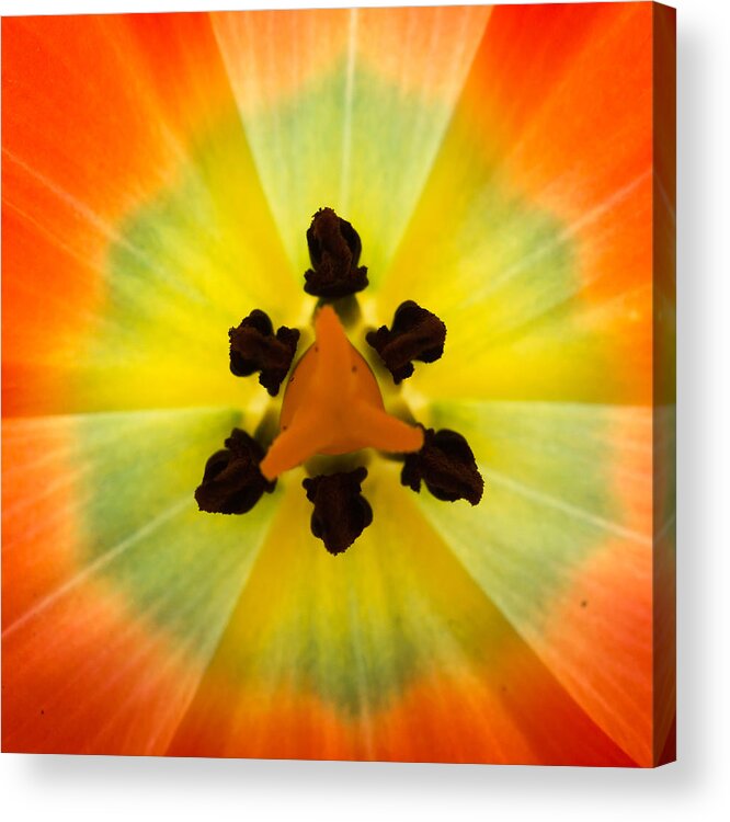 Tulip Acrylic Print featuring the photograph Tulip by Patricia Schaefer