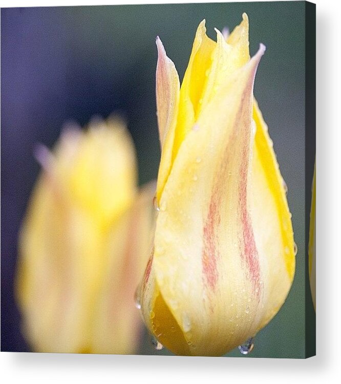 Igersoftheday Acrylic Print featuring the photograph Tulips Are The Best Gift Of Spring by Kevin Smith
