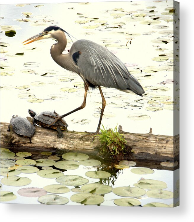 Heron Acrylic Print featuring the photograph Turtle StompingHeron by Jerry Cahill