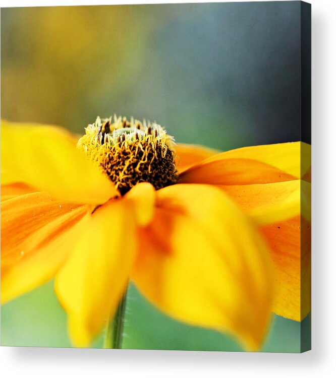 Twirling Acrylic Print featuring the photograph Twirling by Katherine White