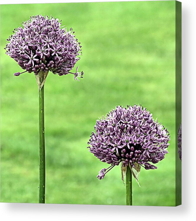Purple Sensation Alliums Acrylic Print featuring the photograph Two Purple Sensation Alliums by Janice Drew