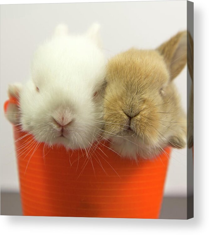 Pets Acrylic Print featuring the photograph Two Rabbits Inside A Basket by Fernando Trabanco Fotografía
