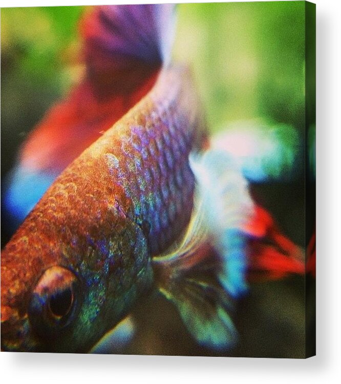 Betta Acrylic Print featuring the photograph Ugh This Is Difficult With An Iphone by Jennifer Gaida