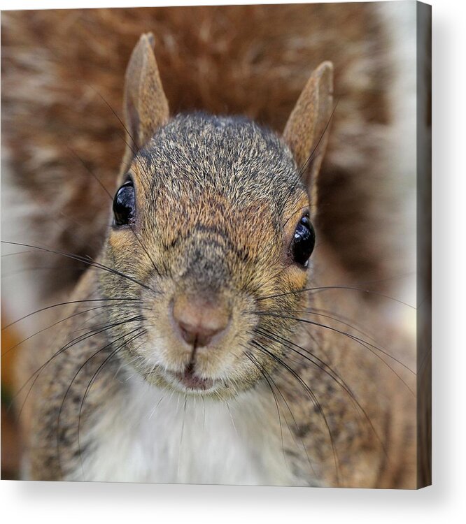 Squirrel Acrylic Print featuring the photograph Up close by Doris Potter