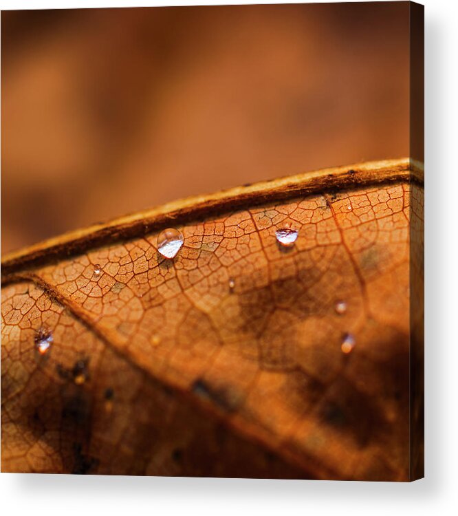 North Carolina Acrylic Print featuring the photograph Usa, North Carolina, Detail Of Autumn by Tetra Images