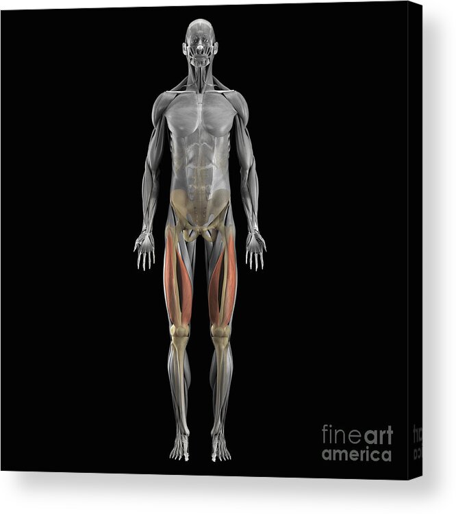 Muscles Acrylic Print featuring the photograph Vastus Medialis And Lateralis Muscles by Science Picture Co